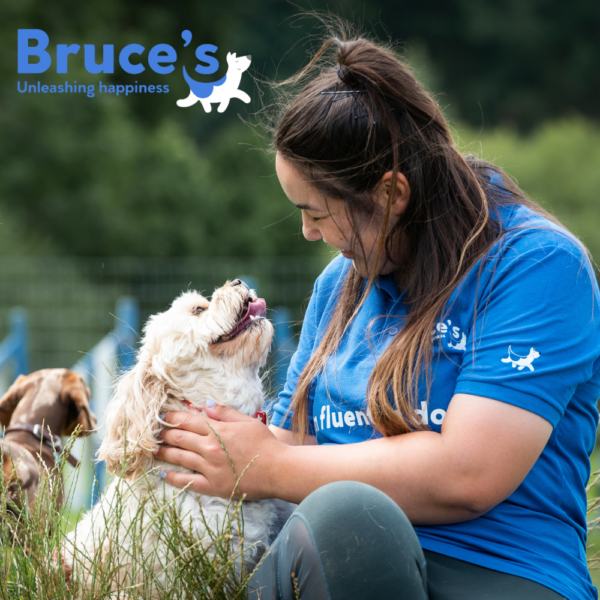 https://www.piper.co.uk/our-brands/bruces-doggy-daycare/